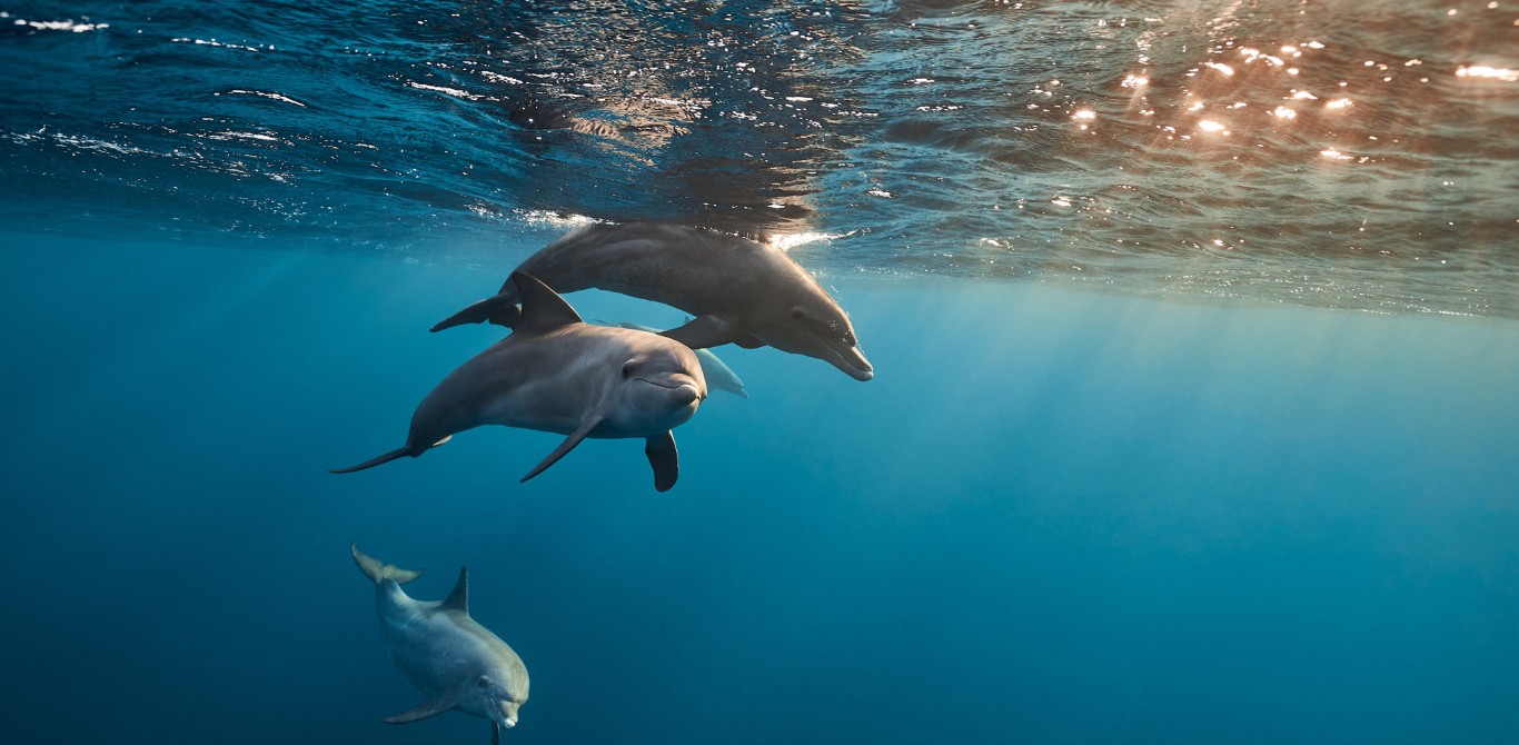 Three dolphins swimming underwater in clear blue ocean, demonstrating natural echolocation abilities.
